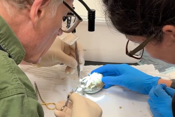 A veterinarian and penguin keeper helping a chick to hatch from the broken egg.