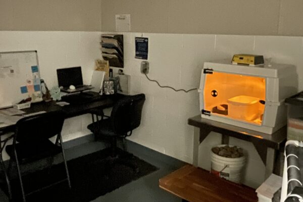 Illuminated brooder in penguin back-up area
