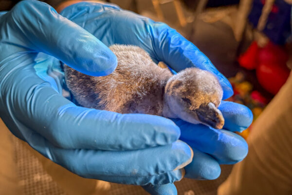 Nosrac as a newly born chick