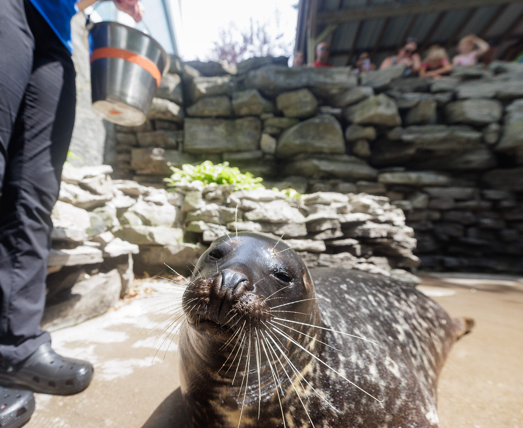 Harbor seal, Lumiere, on the beach looking at the camera