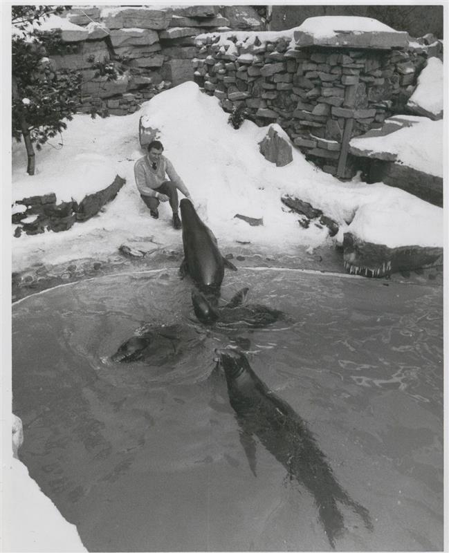 Vintage photograph of a man kneeling by the outdoor pool with 3 sea lions in front of him